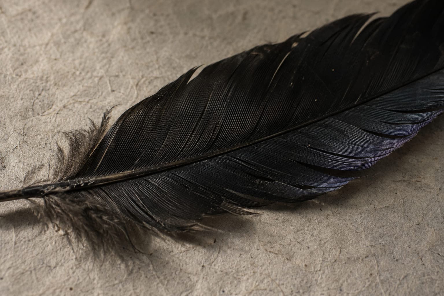 Una pluma de cuervo sobre un muro encalado